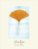 Buy Book Ginkgo: The Tree That Time Forgot by 
