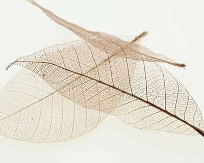 Sheer Leaves IV Fine Art Print: Poster Buy Sheer Leaves IV Fine Art Print: Poster