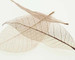 Sheer Leaves IV Fine Art Print
